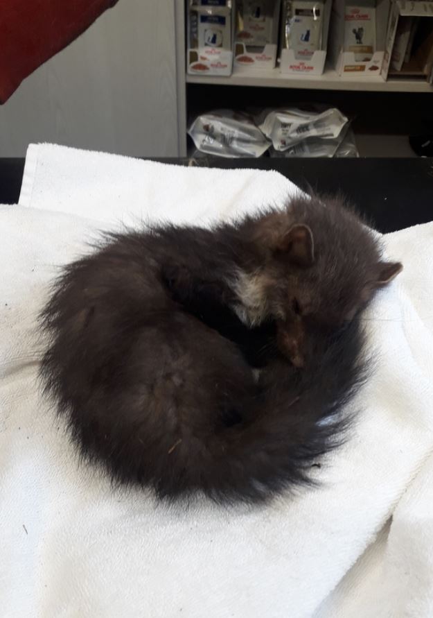 Záchrana mláděte kuny